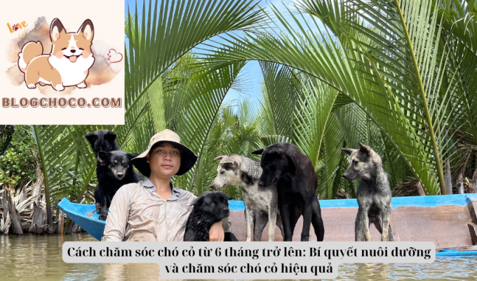 Cách chăm sóc chó cỏ từ 6 tháng trở lên: Bí quyết nuôi dưỡng và chăm sóc chó cỏ hiệu quả