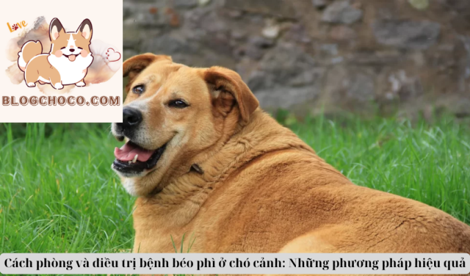 Cách phòng và điều trị bệnh béo phì ở chó cảnh: Những phương pháp hiệu quả