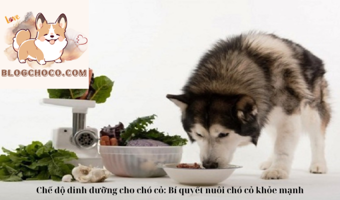 Chế độ dinh dưỡng cho chó cỏ: Bí quyết nuôi chó cỏ khỏe mạnh