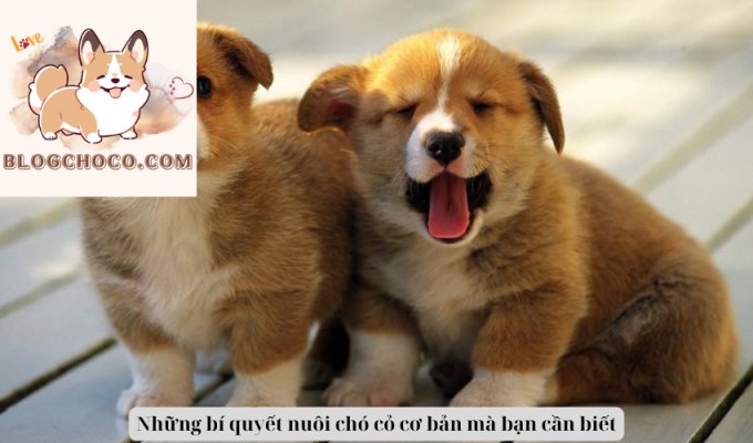 Những bí quyết nuôi chó cỏ cơ bản mà bạn cần biết