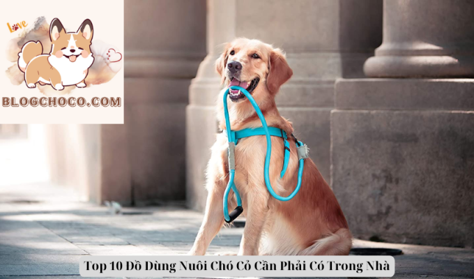 Top 10 Đồ Dùng Nuôi Chó Cỏ Cần Phải Có Trong Nhà