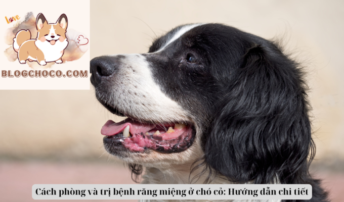 Cách phòng và trị bệnh răng miệng ở chó cỏ: Hướng dẫn chi tiết