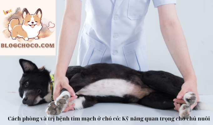 Cách phòng và trị bệnh tim mạch ở chó cỏ: Kỹ năng quan trọng cho chủ nuôi