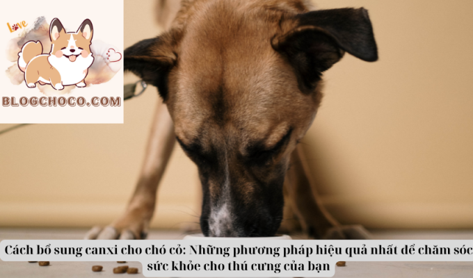 Cách bổ sung canxi cho chó cỏ: Những phương pháp hiệu quả nhất để chăm sóc sức khỏe cho thú cưng của bạn