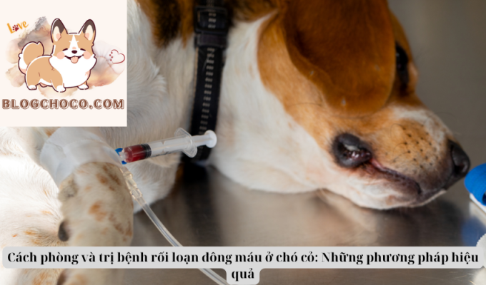 Cách phòng và trị bệnh rối loạn đông máu ở chó cỏ: Những phương pháp hiệu quả