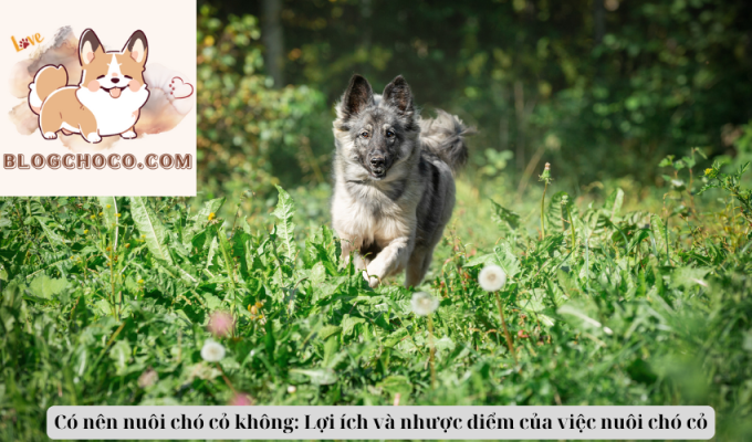 Có nên nuôi chó cỏ không: Lợi ích và nhược điểm của việc nuôi chó cỏ