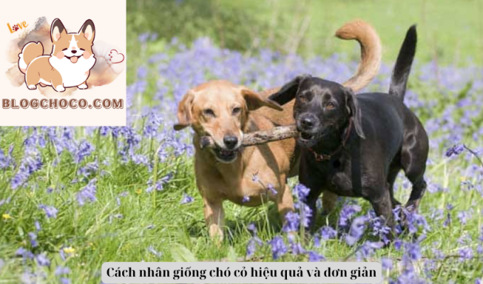 Cách nhân giống chó cỏ hiệu quả và đơn giản