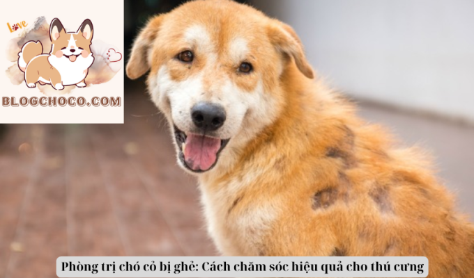 Phòng trị chó cỏ bị ghẻ: Cách chăm sóc hiệu quả cho thú cưng