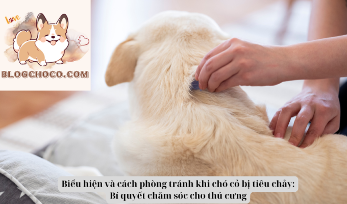 Biểu hiện và cách phòng tránh khi chó cỏ bị tiêu chảy: Bí quyết chăm sóc cho thú cưng