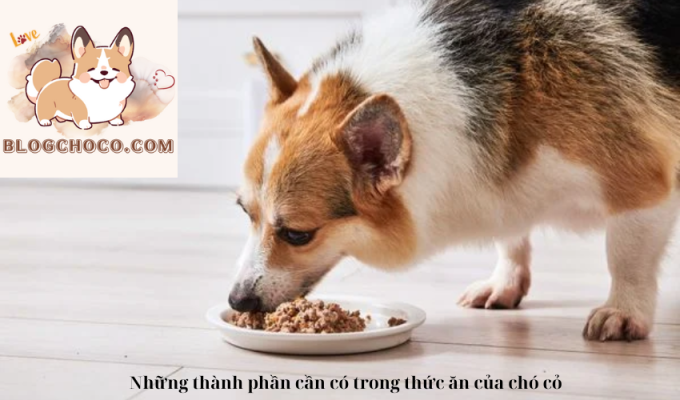 Để giúp chó cỏ phát triển cơ bắp và duy trì sức khỏe, protein là một thành phần cần thiết trong chế độ ăn của chúng. Bạn nên chọn thức ăn chứa protein từ nguồn thịt tươi như gà, bò, cá hồi hoặc protein thực vật như đậu nành, đậu phụ, hạt chia.