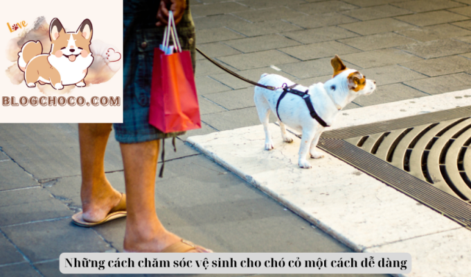 Những cách chăm sóc vệ sinh cho chó cỏ một cách dễ dàng