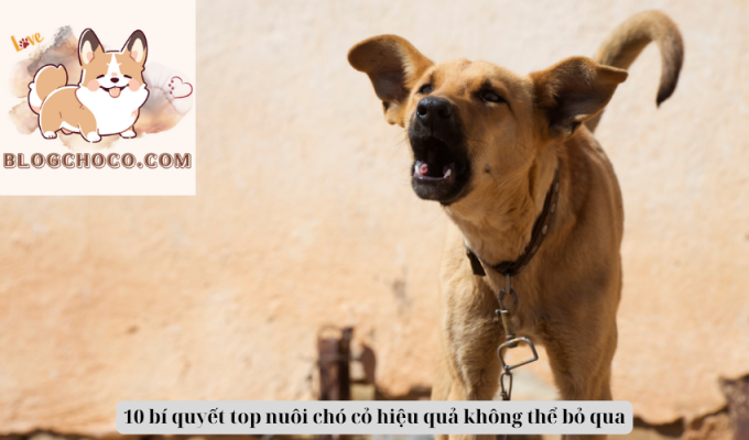 10 bí quyết top nuôi chó cỏ hiệu quả không thể bỏ qua