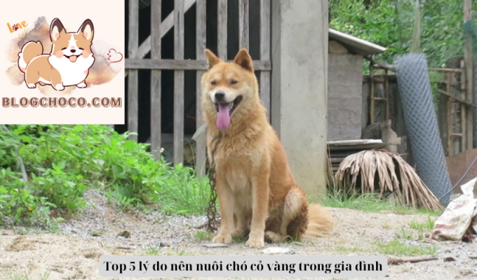 Top 5 lý do nên nuôi chó cỏ vàng trong gia đình