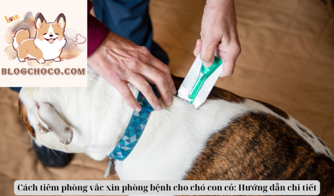 Cách tiêm phòng vắc xin phòng bệnh cho chó con cỏ: Hướng dẫn chi tiết